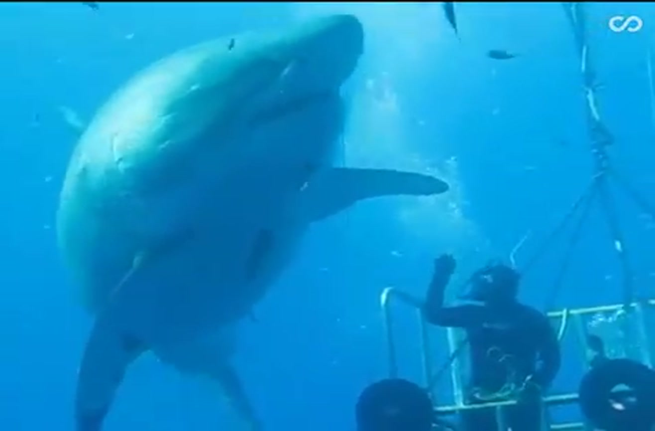 Diver high-fives one of the biggest great white sharks ever seen on camera.