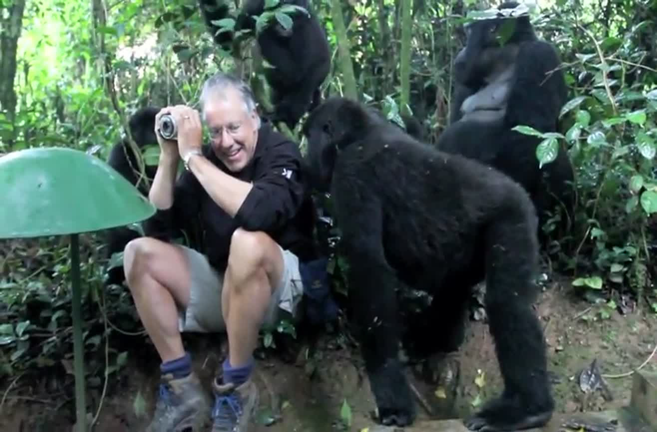 Touched by a wild mountain gorilla
