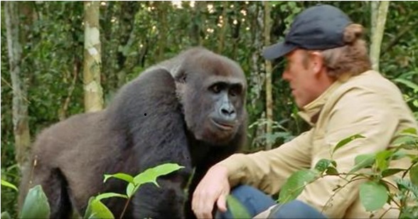 Man reunites with gorilla he helped raise.