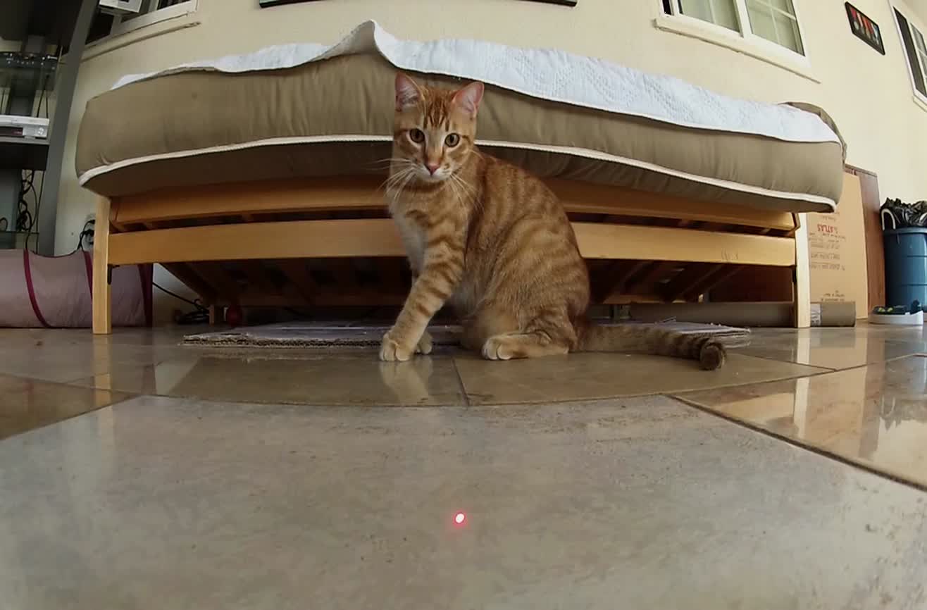 Cats and lasers with the GoPro HERO2.