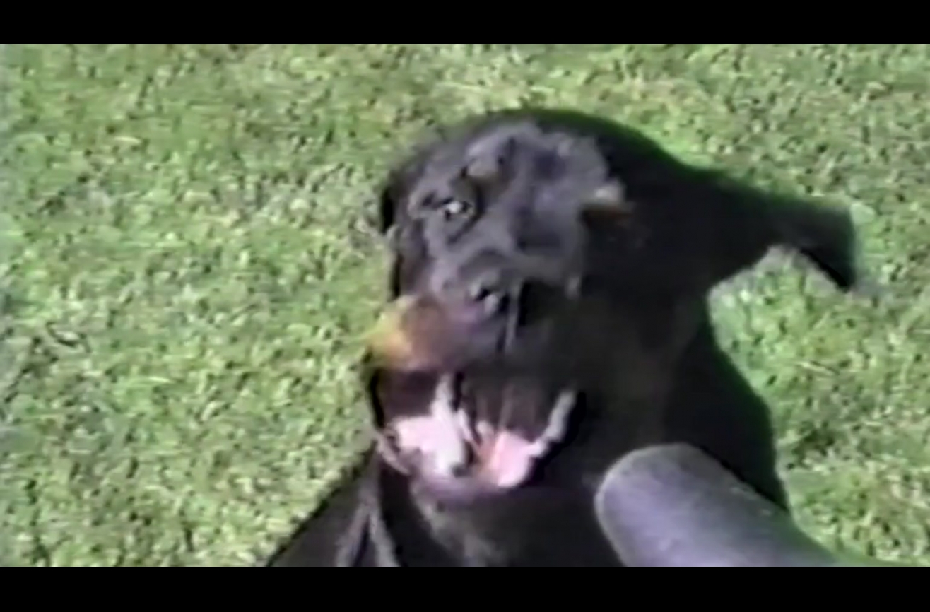 This is what happens when a dog meets a leaf blower.