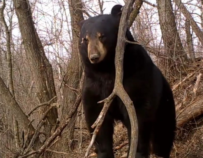 Rare footage of a black bear emerging from his den after hibernation.