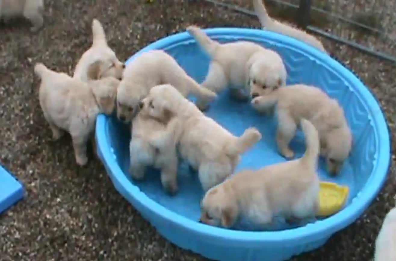 Puppies are not happy about water missing from their ...