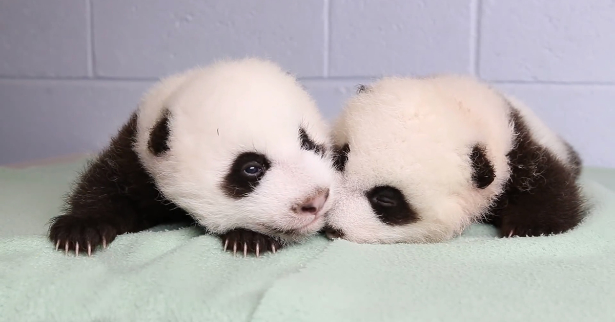 The first 100 days of newborn panda cubs.