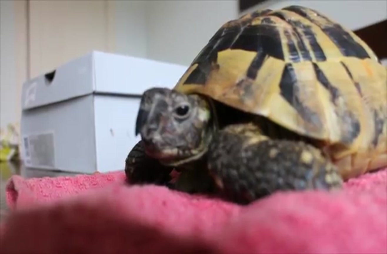 Adorable turtle emerges from his refrigerated hibernation.