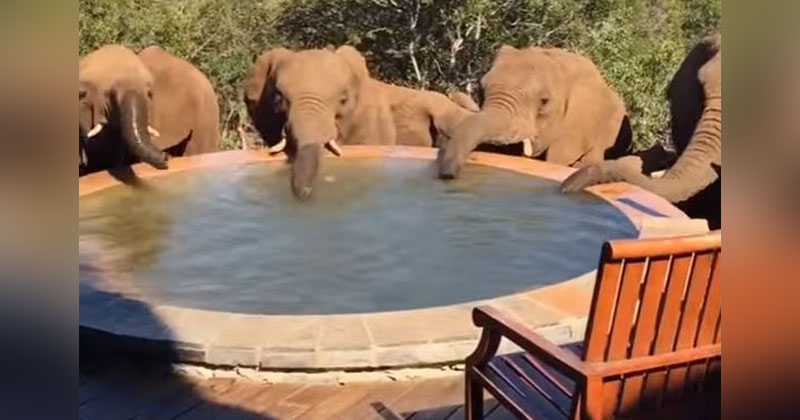 kids elephant pool