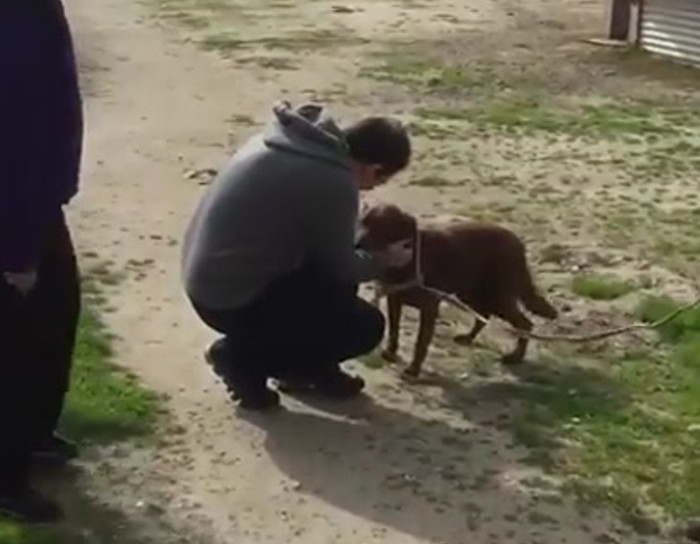 Dog Reunites With Owner After Three Years, Realizes Who He Is, Loses ...