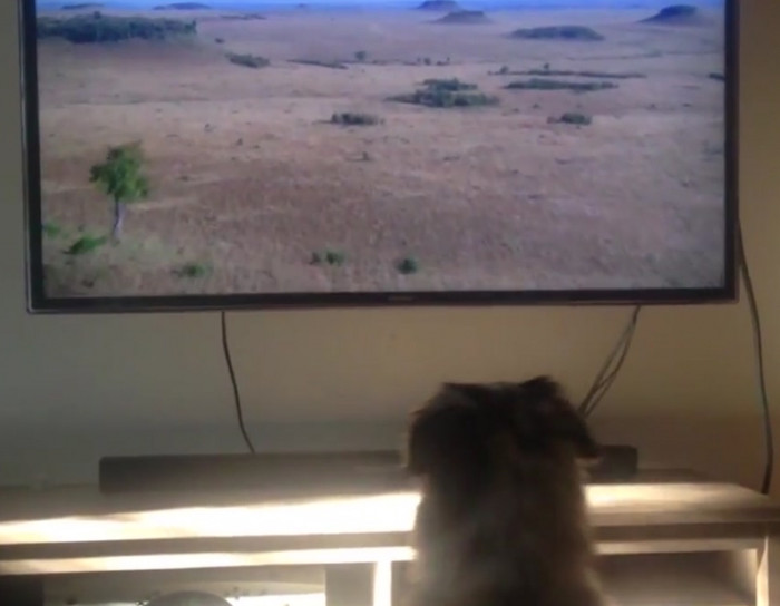 Heidi the dog really, really loves watching 