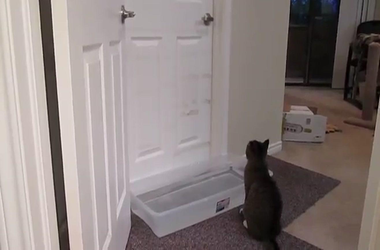 Cat has learned to open doors and now nowhere is safe.