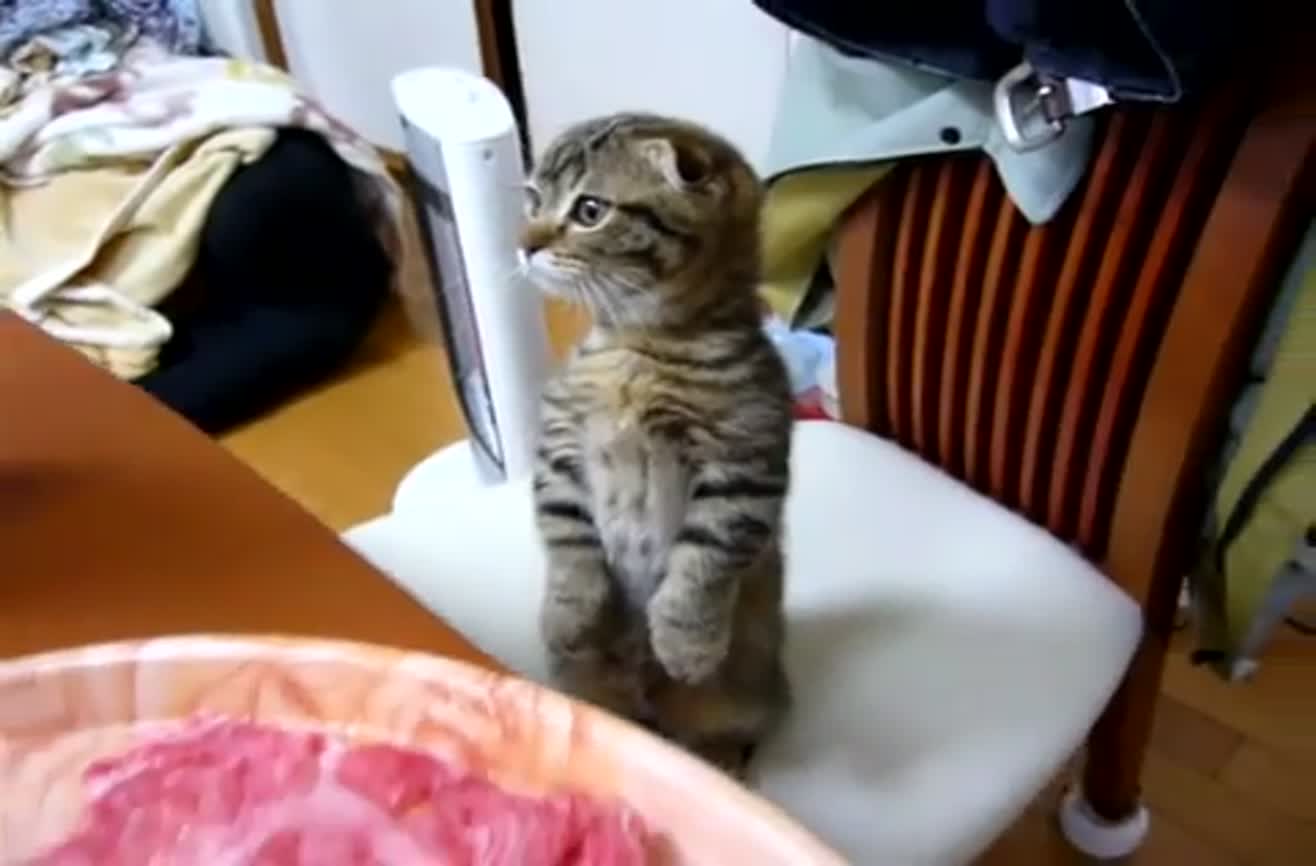 cat stands to pee