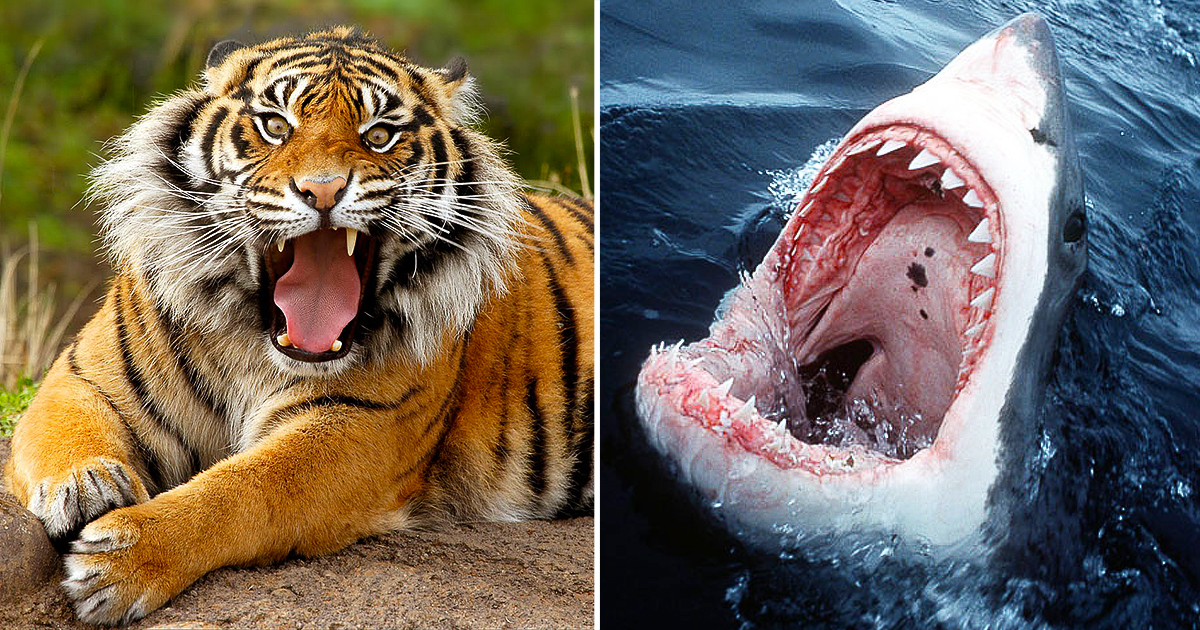 Sharks, lions and wolves are among the deadliest animals on Earth, but ...