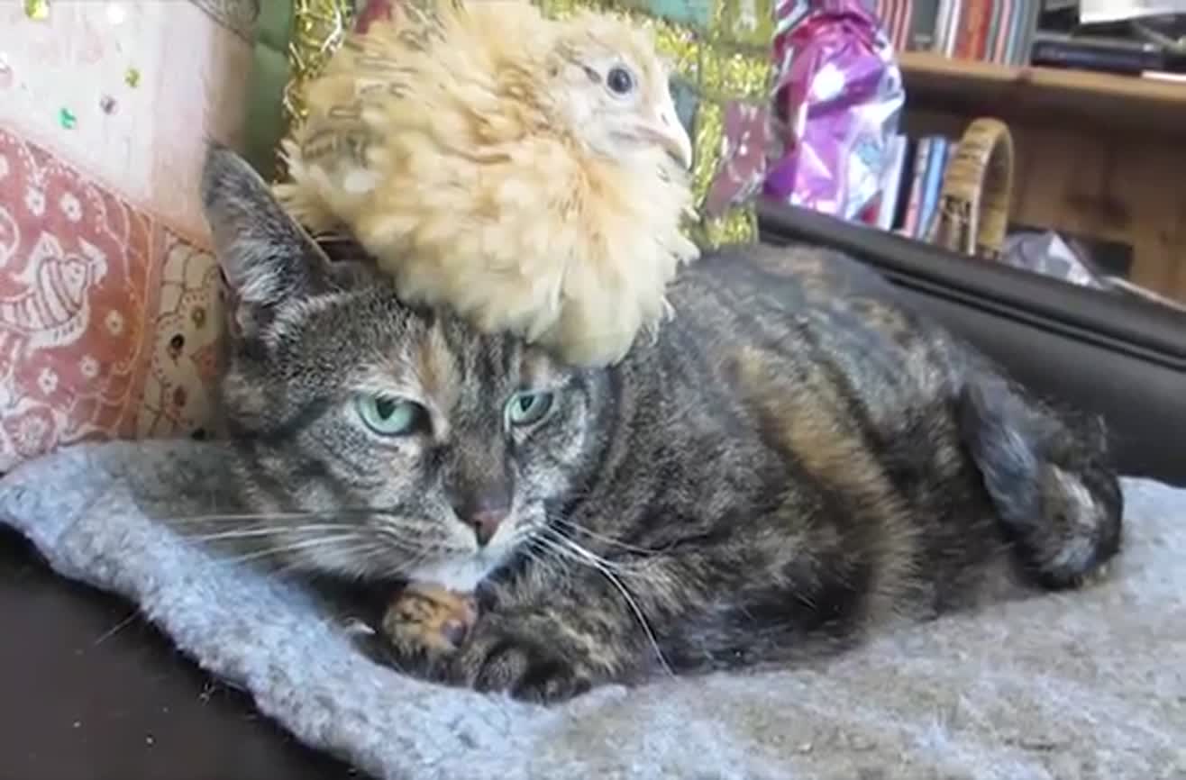 Just a chicken sitting on a cat s head.