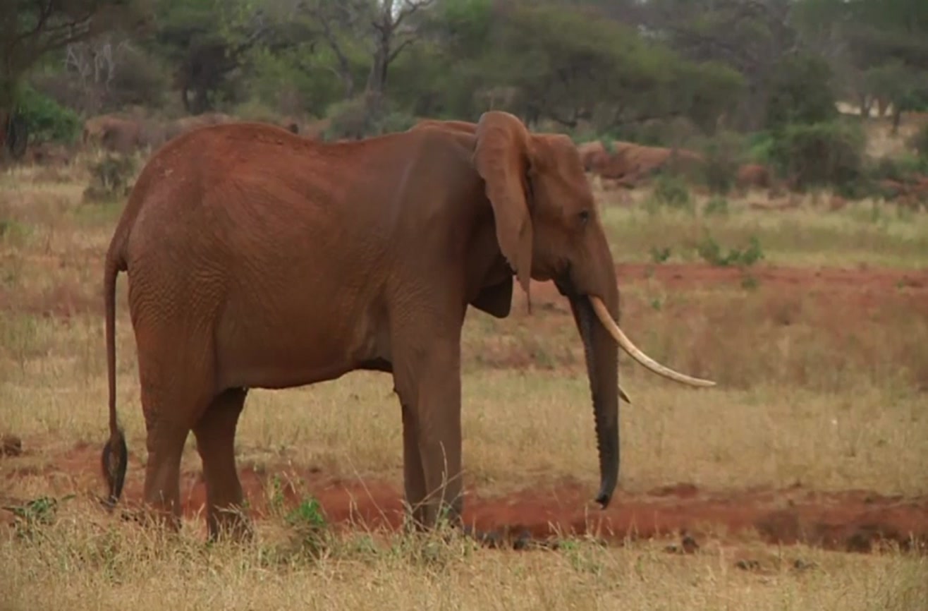 Here's how drones and computers are putting a stop to ivory poaching.