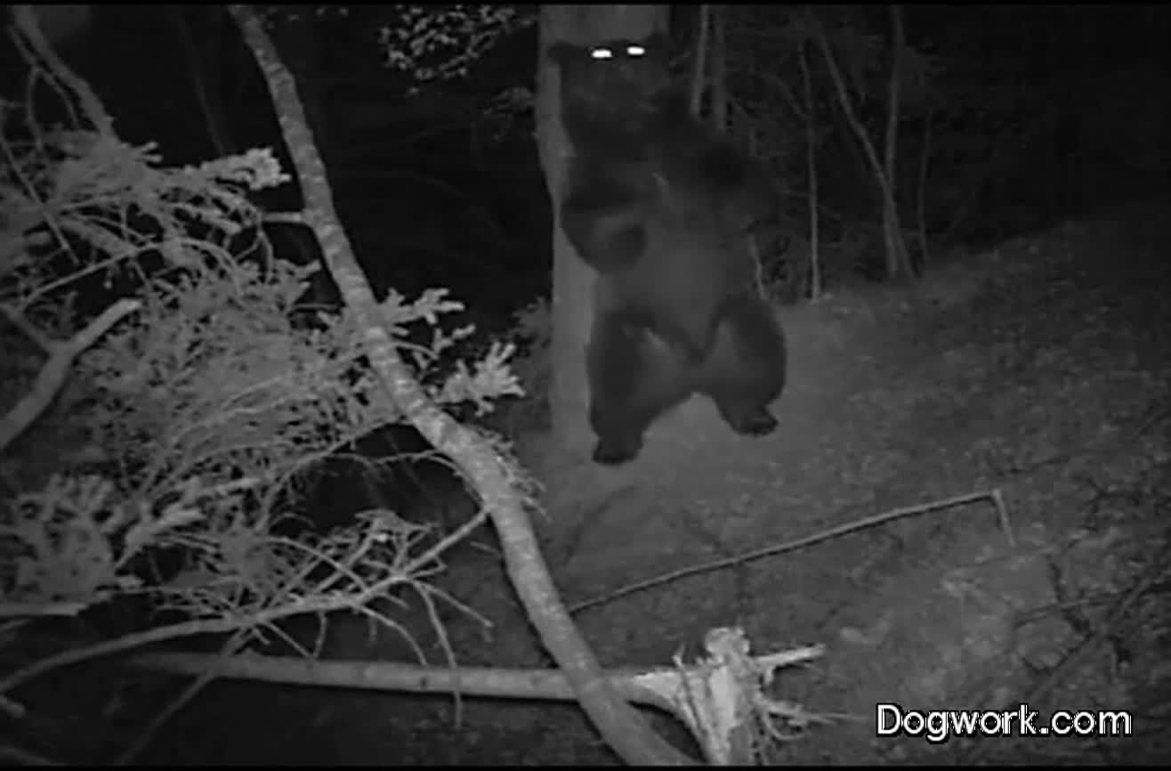 What Really Goes On In The Forest At Night