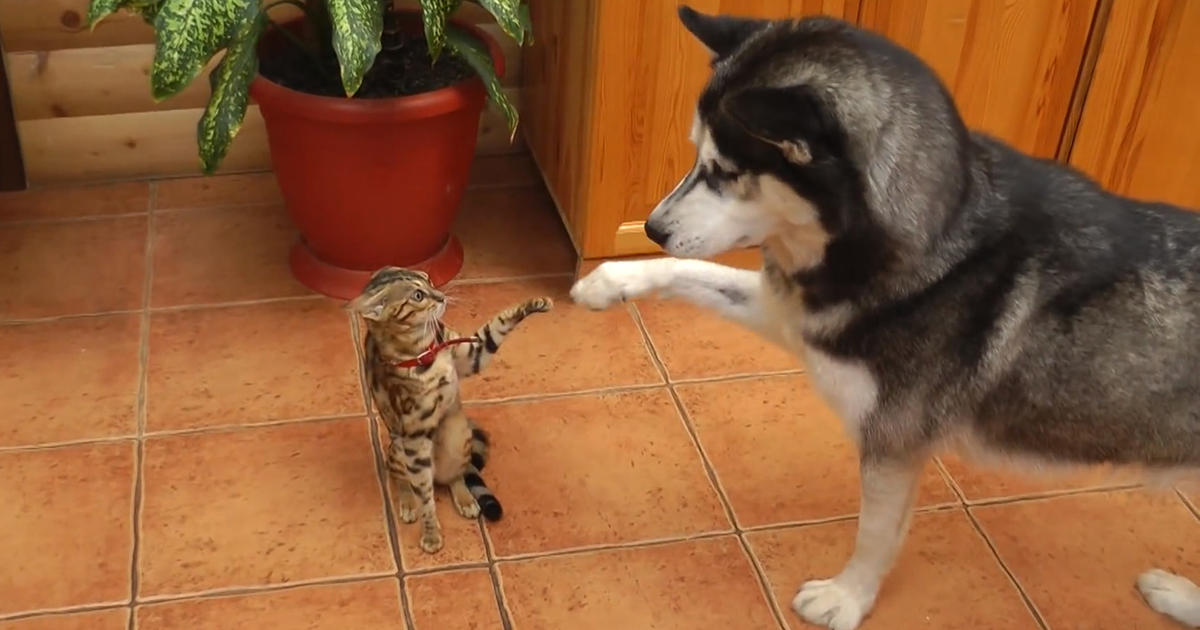 are huskies friendly with cats