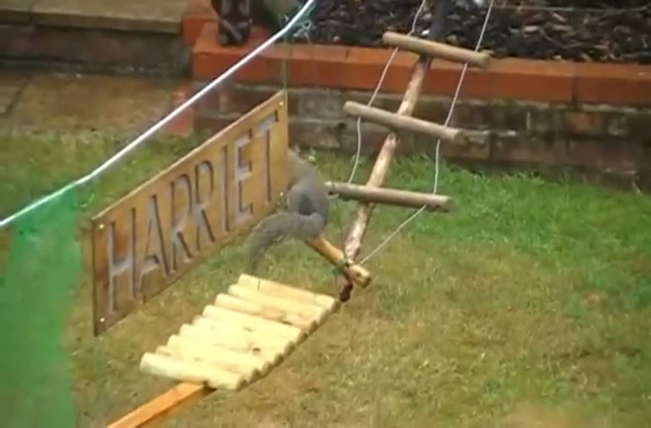 Guy builds a squirrel obstacle course in his backyard.