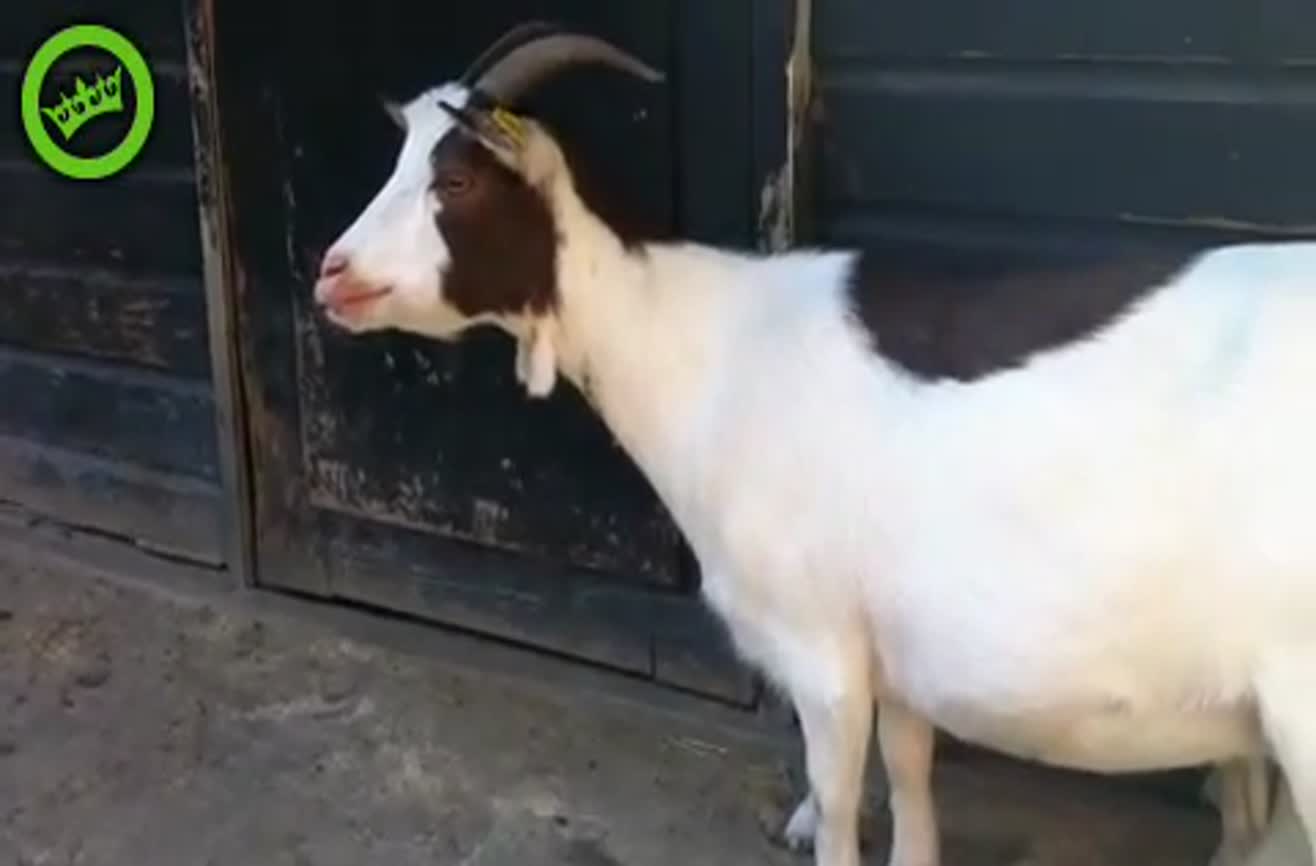 goat sounds mp3