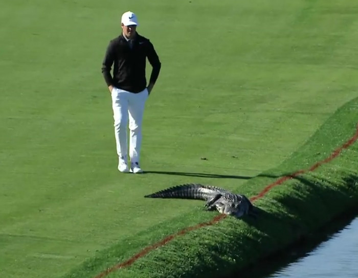 Brave golfer handles a gator on the course.