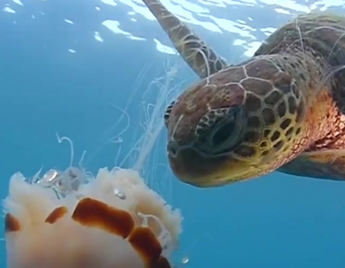 See a sea turtle devour a jellyfish like spaghetti.