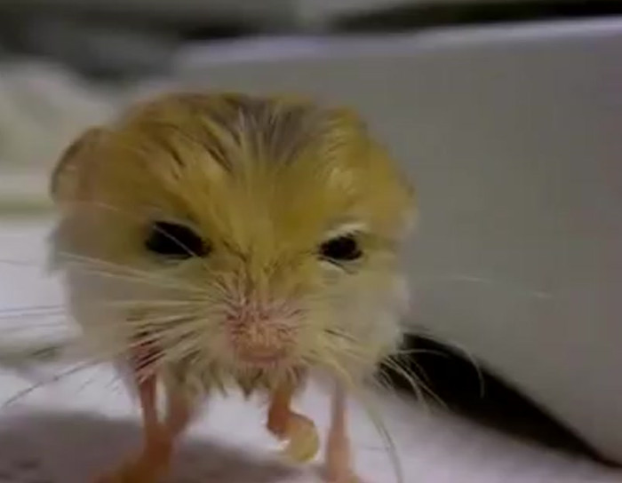 The pygmy jerboa is an oddly adorable animal.