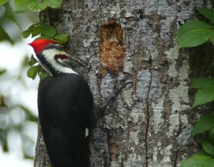 Timelapse of a woodpecker creating a cavity.