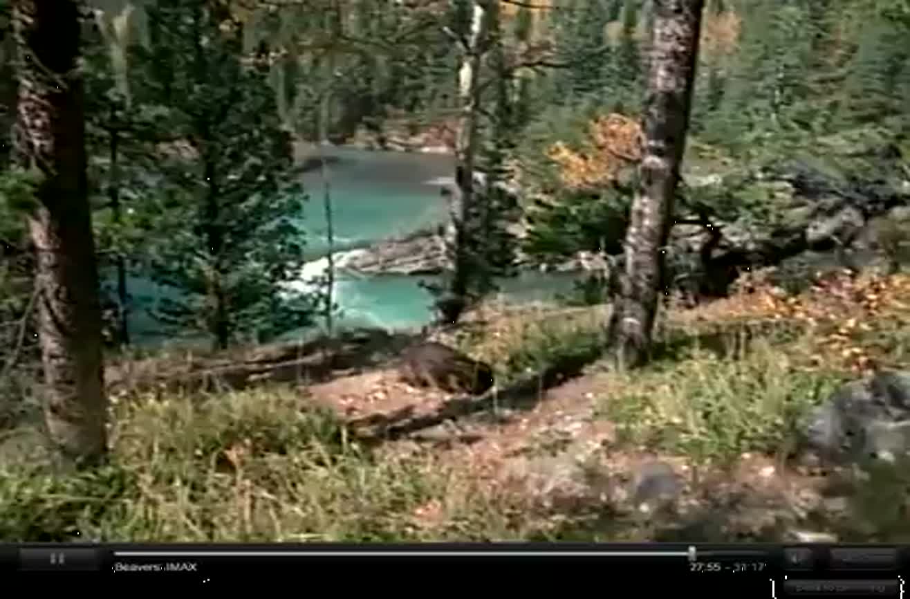 Beaver gets spooked by sight of skunk.