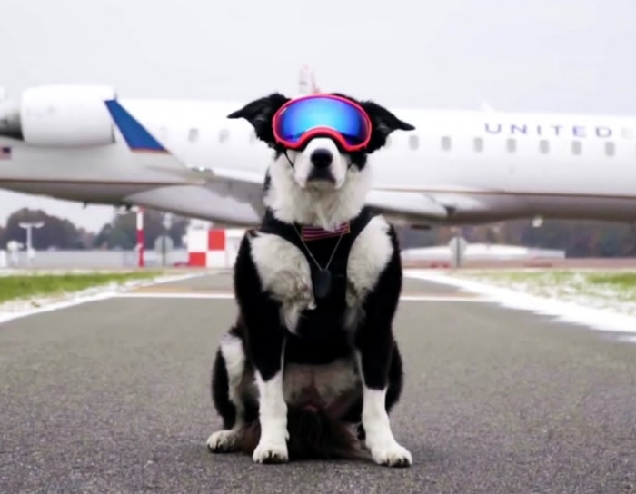 Meet The Dog Protecting Planes From Bird Strikes.