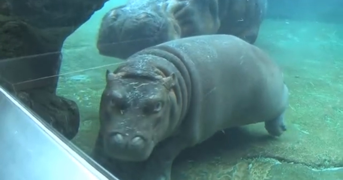 Baby hippo underwater ballet.