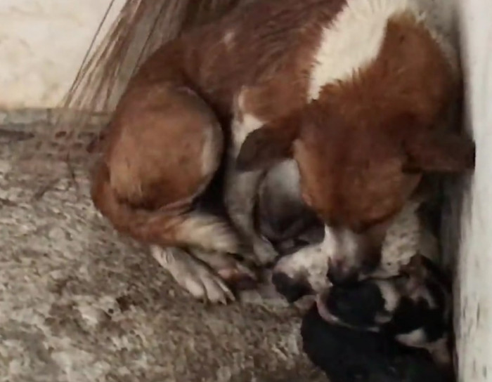 Mother dog carries her puppies to safety one by one.