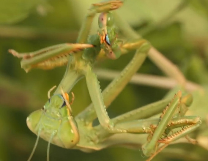 Praying mantis love is way weirder than you think.