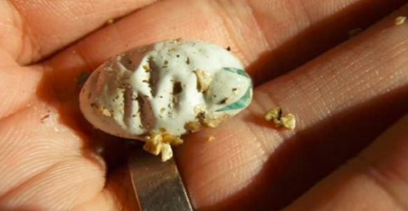 Witness A Baby Chameleon Hatch From Its Egg.