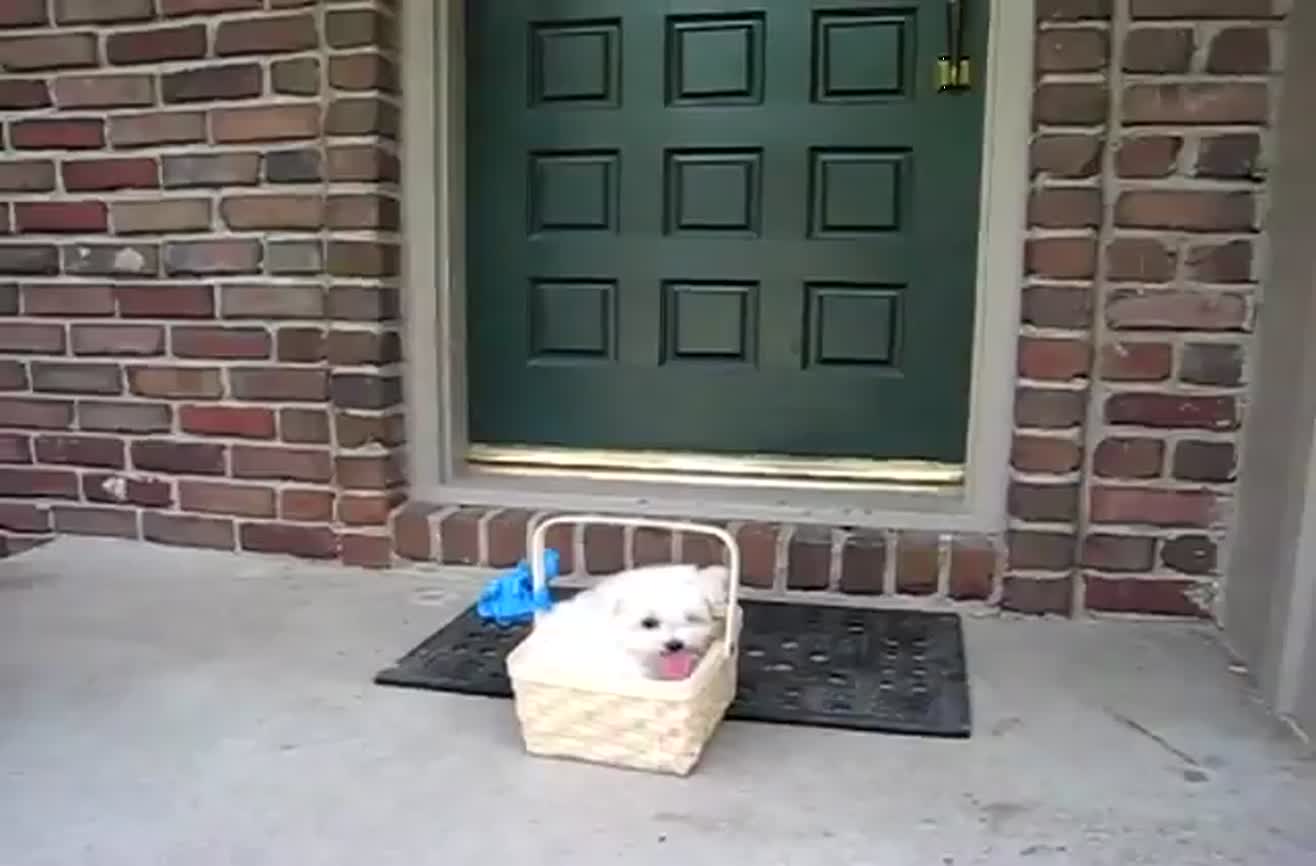 surprise puppy gift