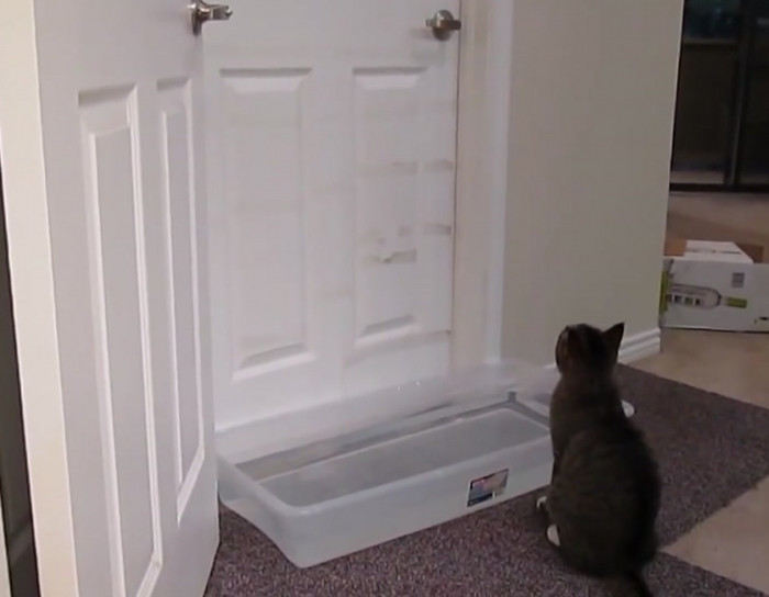 Cat opening doors.