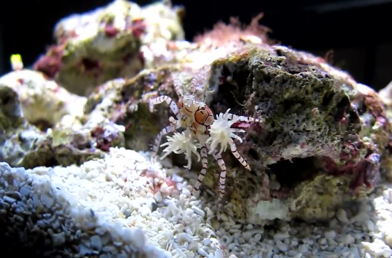 Cheerleader crab shakes its pompoms.