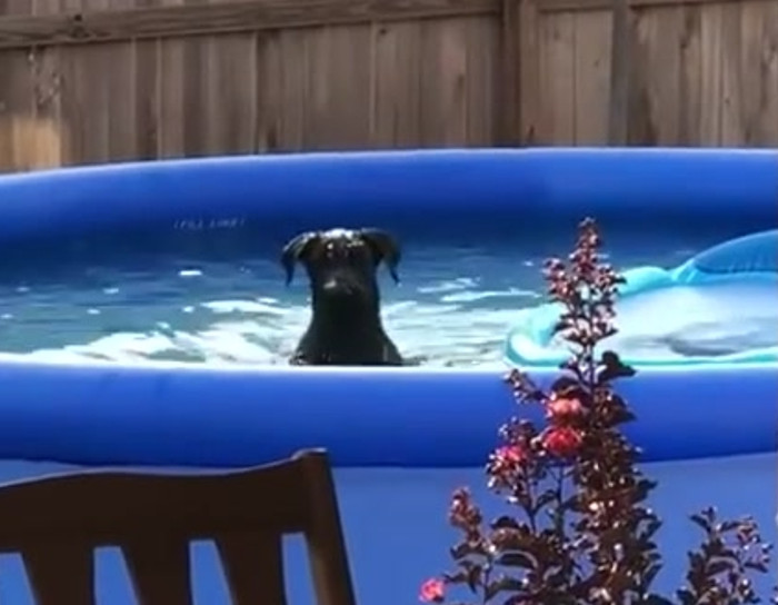 Dog gets caught playing in the pool... doesn't look guilty at all.