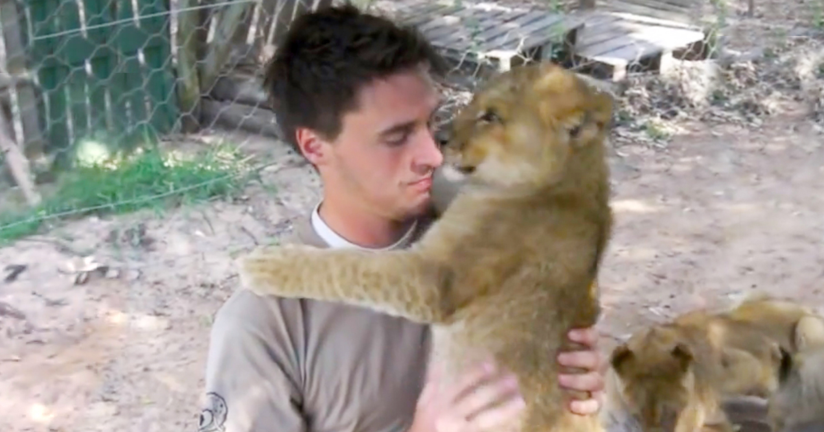 Lion cubs give hugs.