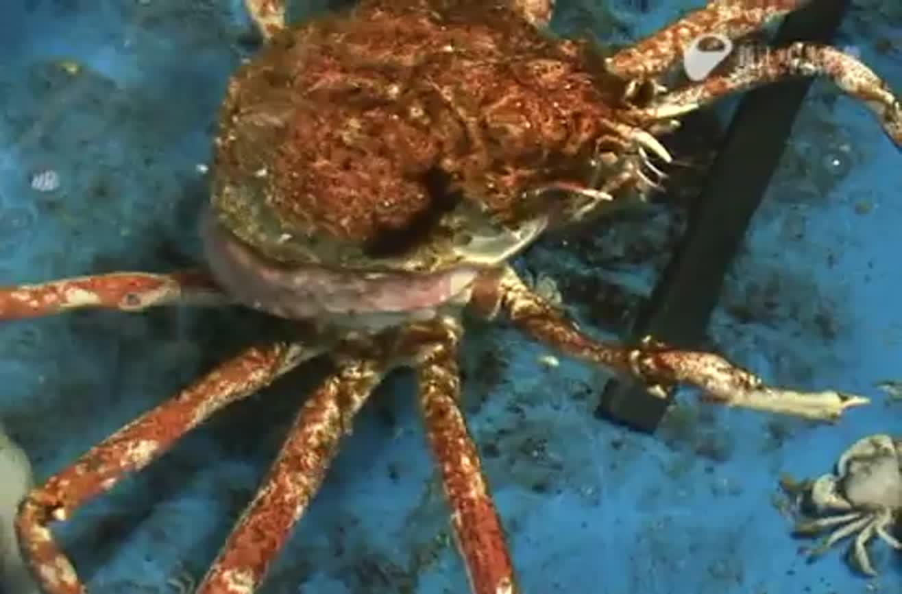 Giant spider crab sheds its shell.