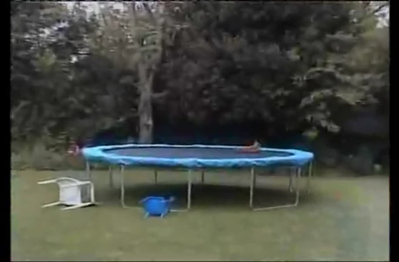 Wild fox plays on a man's trampoline.