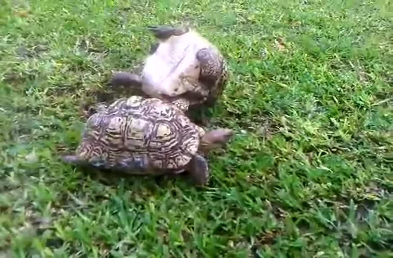 Hero turtle rescues upside down turtle.