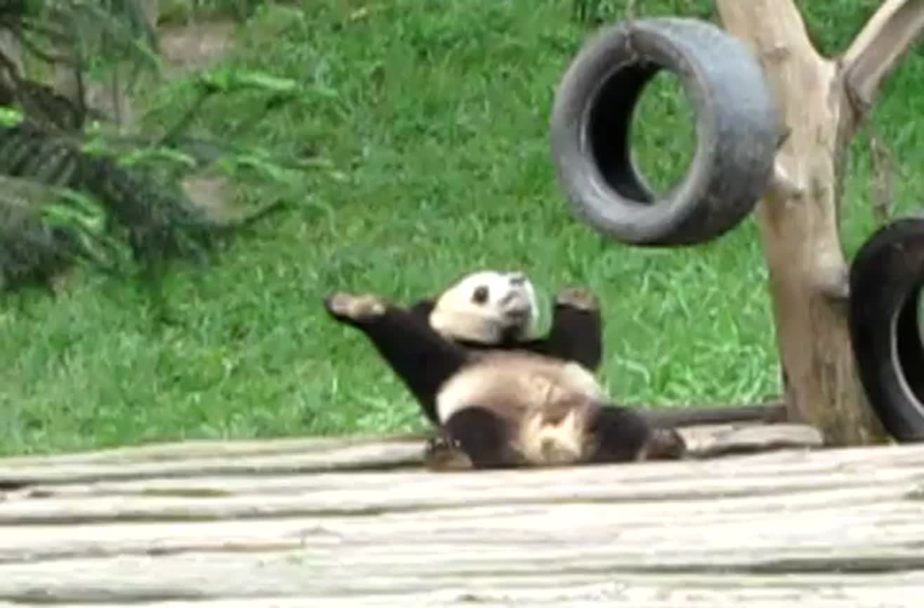 Dancing panda.