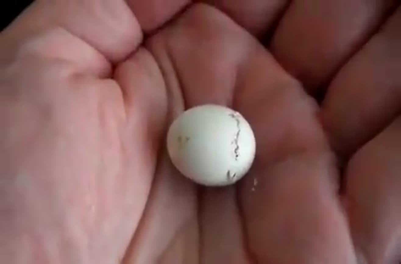 baby-bird-egg-hatching