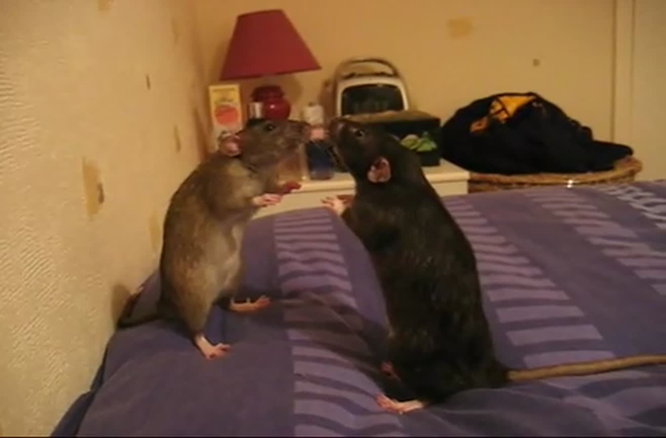 Rats having a staring contest.