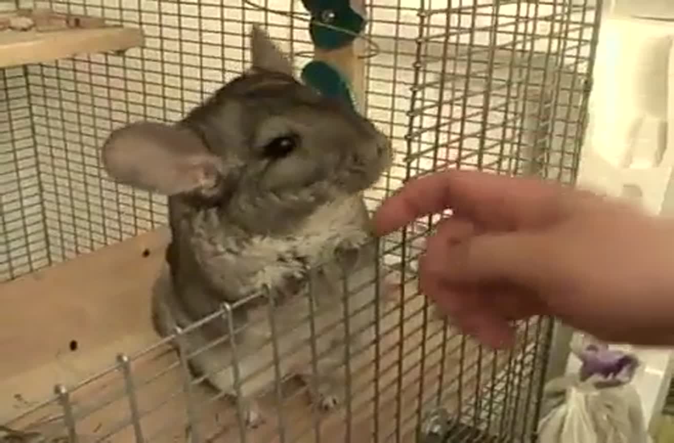 Chinchilla enjoys massage.