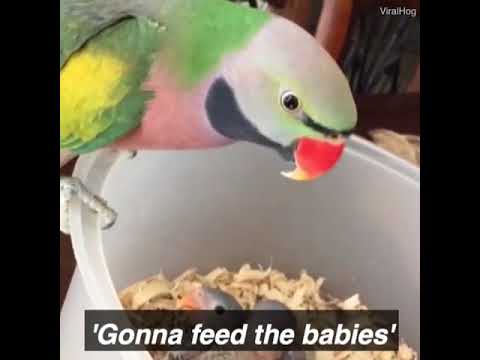 Parrot Says 