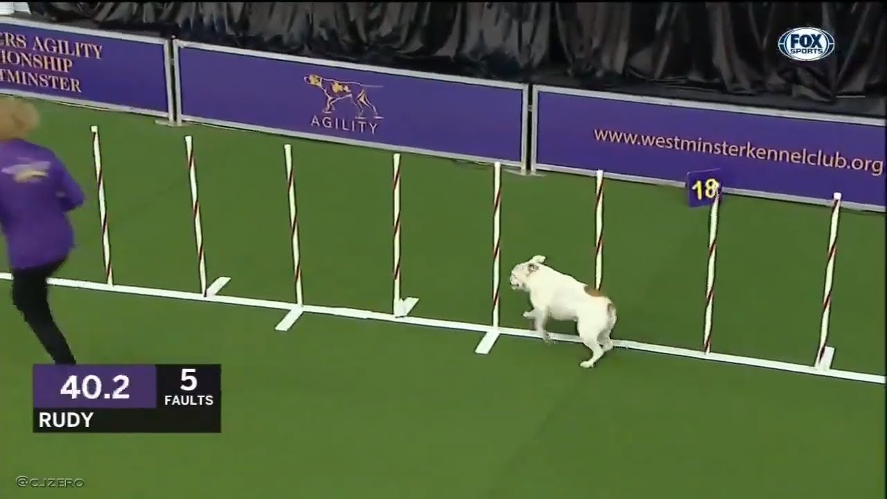 Bulldog absolutely crushes the agility course at the Westminster Dog Show