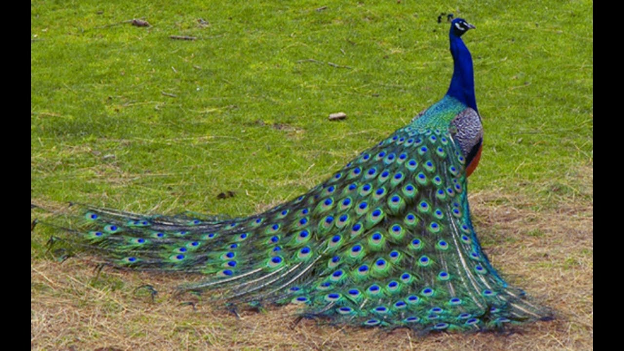 Beautiful Peacock Showing Off 0650