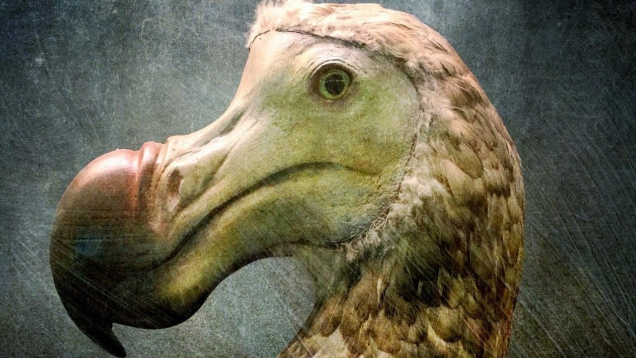 The real reason dodo birds went extinct.