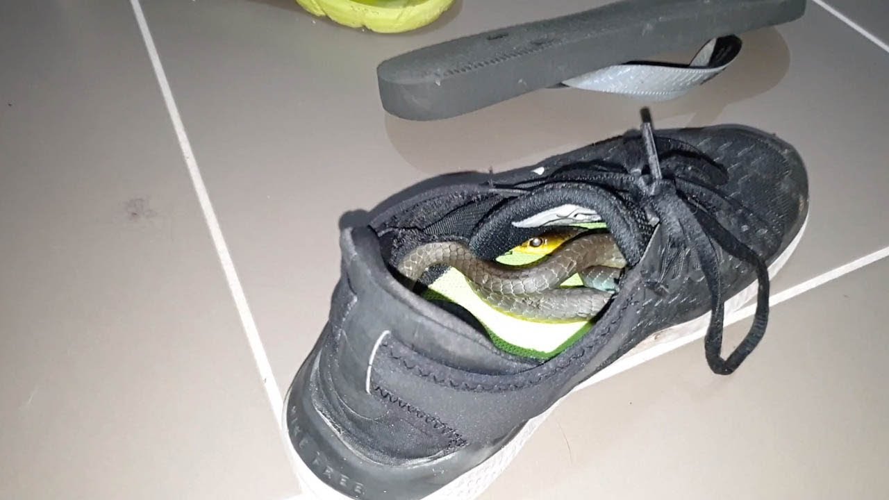 There's a snake in your shoe.