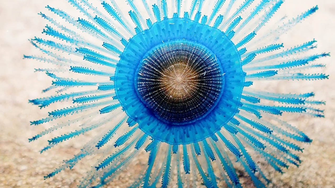 mesmerizing-blue-button-jellyfish