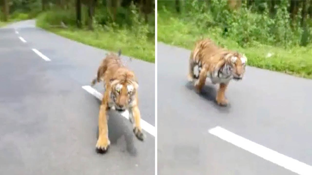 Tiger chases motorbike